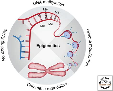 Genetics And Epigenetics In Adult Neurogenesis