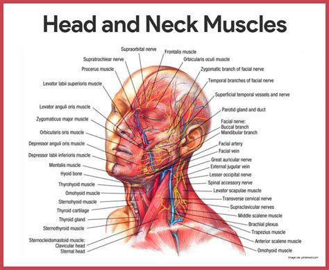 Major muscles of the neck and back include the erector spinae, multifidus, rectus abdominus, transversus abdominus, internal obliques, external obliques, splenius and quadratus lumborum. Muscular System Anatomy and Physiology | Muscular system ...