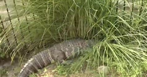 Man Kept 6 Foot Alligator In His Backyard In Massachusetts