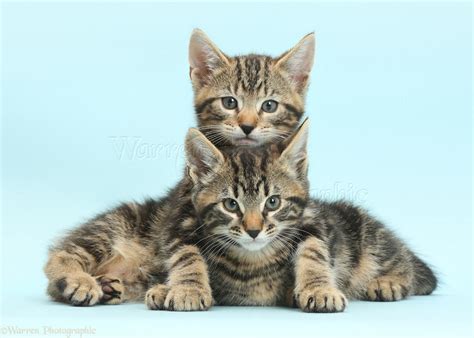 Cute Pets Photographs Of Two Tabby Kittens Wp41075