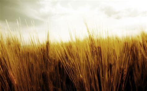 1920x1200 Grass Dry Field Sky Autumn Wallpaper Coolwallpapersme