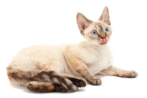 Devon Rex Cats Breed Info History Personality Temperament Lifespan