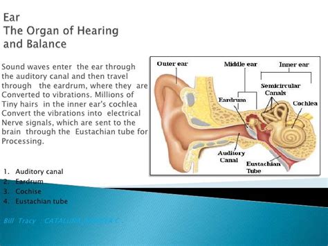 Cataluña Ear The Organ Of Hearing And Balance