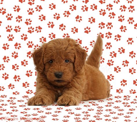 Dogs Images Red Goldendoodle Puppy On Paw Prints Wp39675