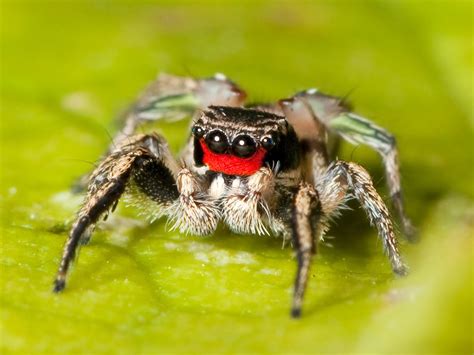 Heres A Contradiction For Ya Cute Spider Featured Creature