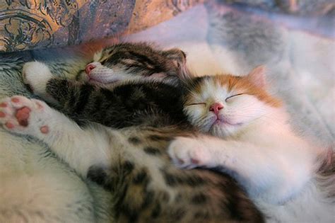 40 Really Cute Cuddling Kittens In The World The Design Inspiration
