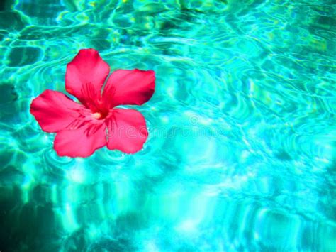 A Flower In The Water Royalty Free Stock Photo Image 29599815