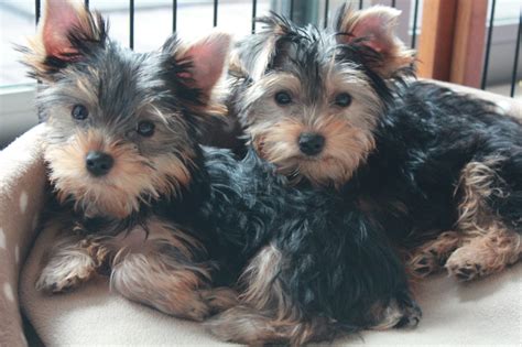 I'd like to know how often you do sport. Yorkshire Terrier | Canine Habit