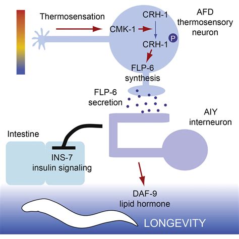A C. elegans Thermosensory Circuit Regulates Longevity through crh-1