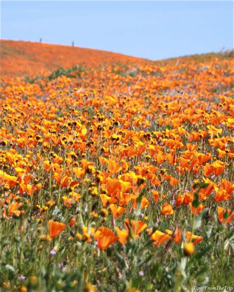 Maybe you would like to learn more about one of these? Antelope Valley: The Poppy Hills of California ...