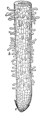 These structures are lateral extensions of a single cell and are only rarely branched. Root Hair Cell - Transport in Flowering Plants