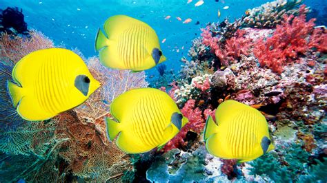 Underwater Fish Fishes Ocean Sea Tropical Reef Wallpaper 5400x3038