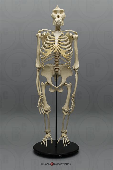 Articulated Bipedal Gorilla Skeleton With Stand Bone Clones Inc
