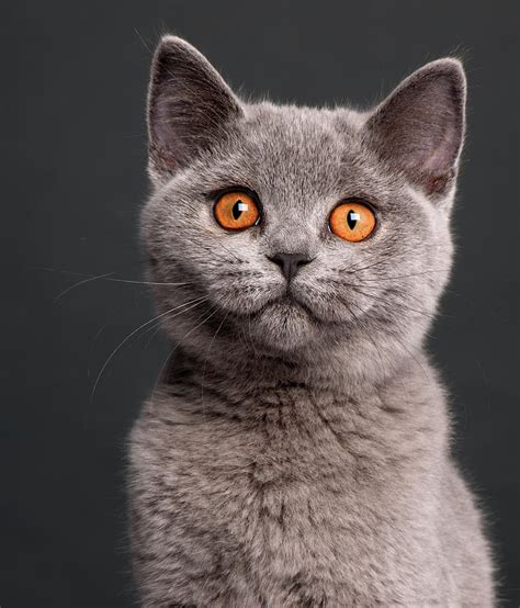 British Shorthair Kitten 3 Months Old Photograph By Life On White