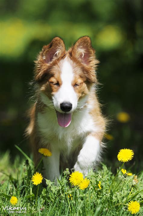 If someone hurt the toddler intentionally, you should take steps to protect the toddler from that all parts of a dandelion are considered as edible except for the stem. Sunny dog and dandelions by Vikarus on DeviantArt