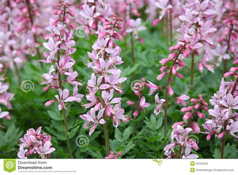 Pink Dictamnus Albus Flowers Stock Image Image Of Blooming Pink