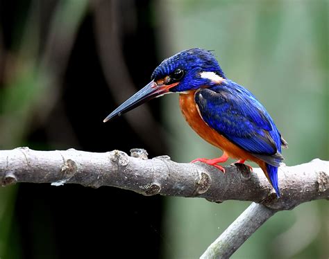 The Life Journey In Photography Blue Eared Kingfisher Taman Melawati