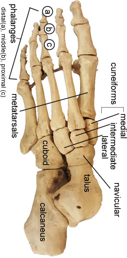Play this game to review human anatomy. foot bones
