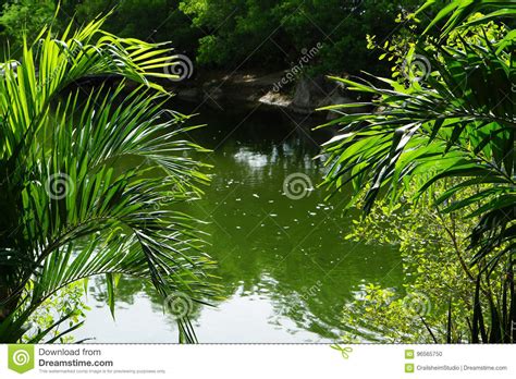Tropical Green With Palm Trees And Water In Thailand Stock