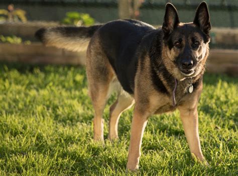 Are German Shepherds Aggressive A Former Prison Service German