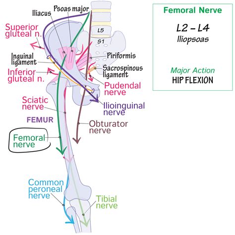 Active Learning For The Medical Sciences Ditki Medical And Biological