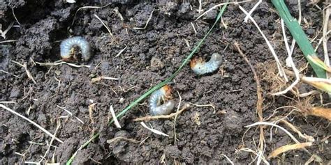 How To Get Rid Of Grubs In Your Lawn Experienced Lawn Care Professionals