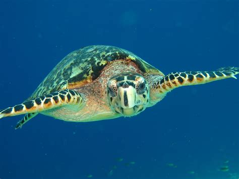 Hawksbill Sea Turtles The Most Unique And Endangered Turtles In The