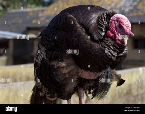 Turkey Stock Photo - Alamy