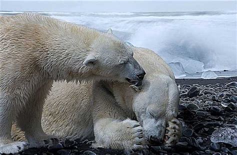 Polar Bears Could Go Extinct This Century Topics 2021