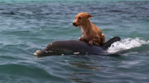 She was too old and that last litter literally one person at a time, we can stop dog breeders, stop overcrowding in shelters, and save more dogs. Dog Falls Into Canal And Starts To Drown, Until Group Of ...