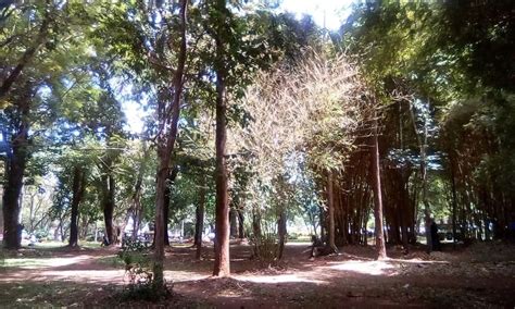 Muliro Gardens In Kakamega And Other Sights In Kakamega County Ke
