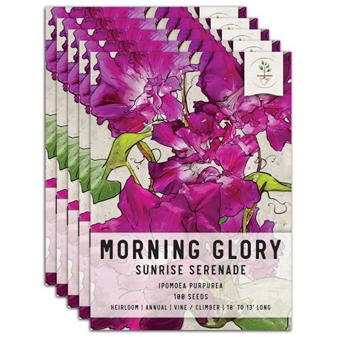 Pink Sunrise Serenade Morning Glory Seeds For Planting Ipomoea Purpur