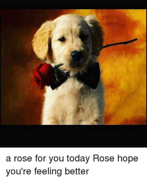 Zamus reborn, that virus you got is aids,. A Rose for You Today Rose Hope You're Feeling Better ...