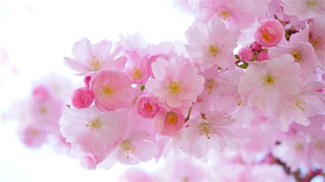 Download Wallpaper 2048x1152 Japanese Cherry Blossom Flowers Spring