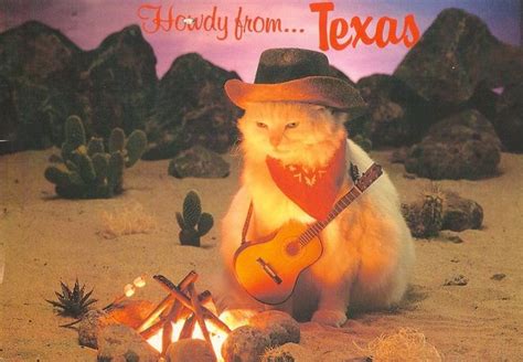 Cats Cowboy Cat From Texas Cute Animals Cats Cat Memes