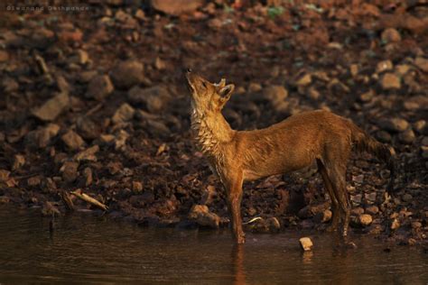 Canids In Central India Best Place To See Canids In India