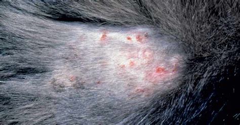 Nutritional Dermatosis Ivis