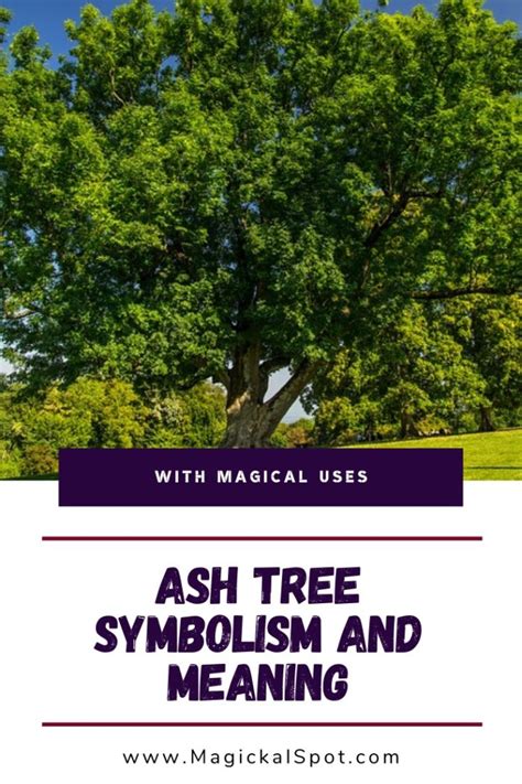 Ash Tree Symbolism And Meaning Explained With Magical Uses