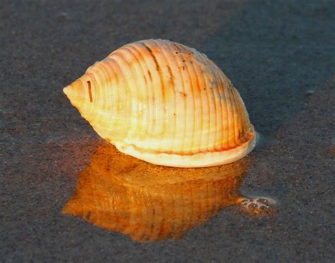 Pin On Seashells