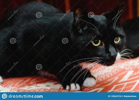 Gato Negro Hermoso Con El Bigote Blanco Y Los Ojos Amarillos Foto De