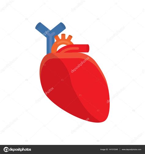 Human Heart Vector Illustration Stock Vector Image By ©makc76 141010348