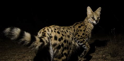 Serval And Caracal Photography Tour Cat Expeditions Ethical Wild