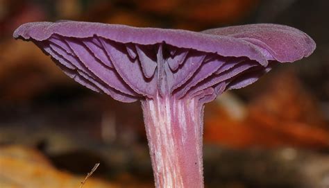 Wallpaper Purple Fungus Flower Flora Petal Fungi Close Up
