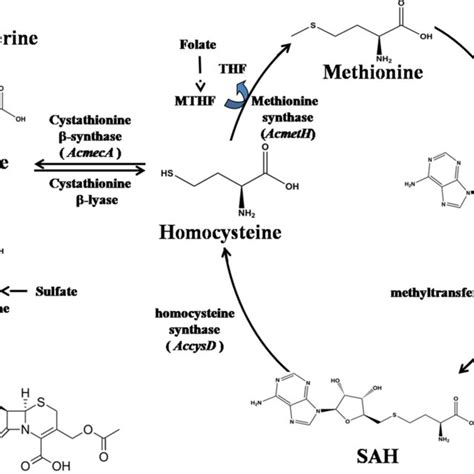 Methionine Cycle And The Biosynthetic Pathway Of Cpc In Acremonium