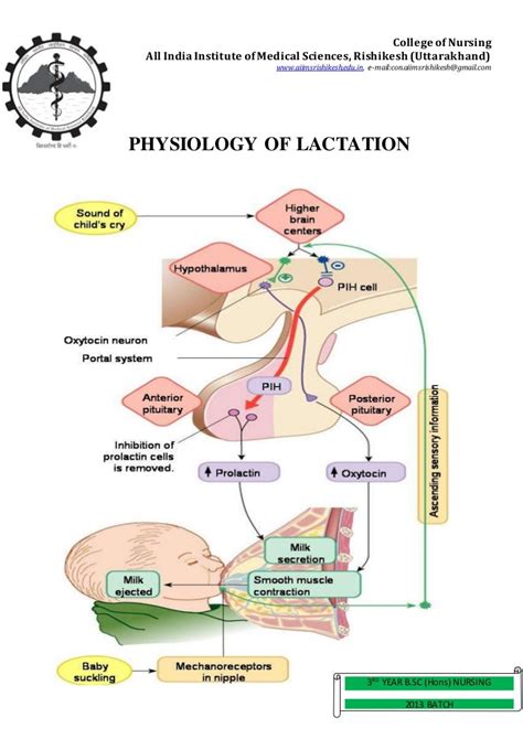 Physiology Of Lactation