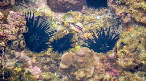 Sea Urchin Landak Laut Bulu Babi About 950 Species Of Sea Urchin