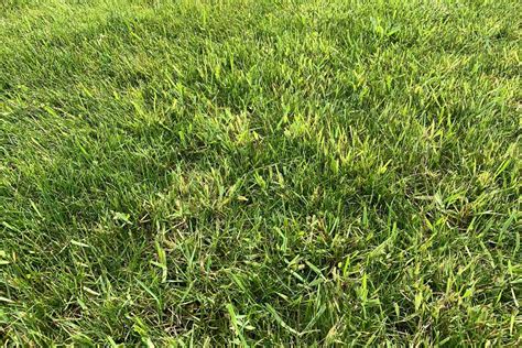 Grassy Lawn Weeds What You Need To Know • Greenview