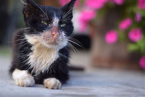What Is Feline Leukemia How To Care For A Cat With Felv