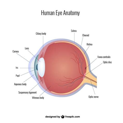 Eye Anatomy Free Vector