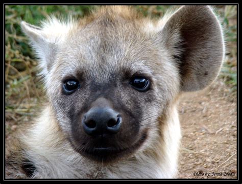 Hyena Pup Animals And Pets Cute Animals Different Types Of Animals